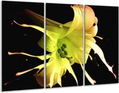 Glasschilderij Bloem - Zwart, Geel, Groen - 120x80cm 3Luik - Foto Op Glas - Geen Acrylglas Schilderij - GroepArt 6000+ Glas Art Collectie - Maatwerk Mogelijk