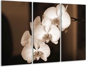 Peinture sur verre d'orchidée | Sépia, Marron | 120x80cm 3 Liège | Tirage photo sur verre |  F001880
