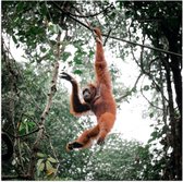 Poster (Mat) - Orang Oetan Aap Slingerend aan Touw in de Jungle - 50x50 cm Foto op Posterpapier met een Matte look