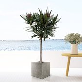 Nerium oleander inclusief 40x40 Grigo Cube Natural Concrete - 190cm