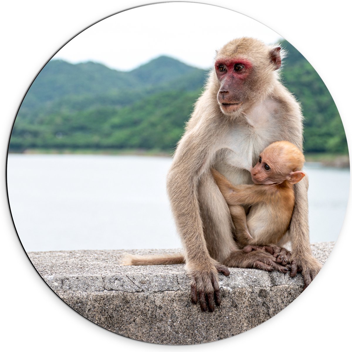 Dibond Muurcirkel - Baby Aap Hangend bij Moederaap op Stenen Rand - 70x70 cm Foto op Aluminium Muurcirkel (met ophangsysteem)