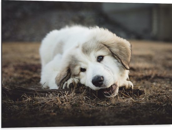 Dibond - Bruin met Witte Puppy Bijtend aan Boomstronk - 80x60 cm Foto op Aluminium (Met Ophangsysteem)
