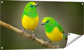 Gards Tuinposter Twee Groen Gele Zangvogels op een Tak - 100x50 cm - Tuindoek - Tuindecoratie - Wanddecoratie buiten - Tuinschilderij