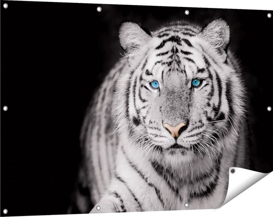 Gards Tuinposter Tijger met Blauwe Ogen - Zwart Wit - 120x80 cm
