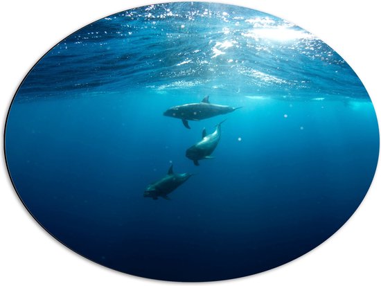 Dibond Ovaal - Drie Dolfijnen Zwemmend bij het Wateroppervlak - 68x51 cm Foto op Ovaal (Met Ophangsysteem)