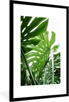 Plantes - Vert - Jungle - Nature