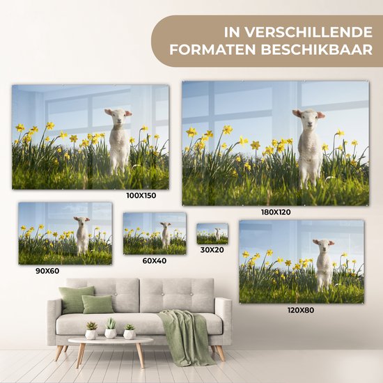 Agneau parmi les fleurs jaunes Plexiglas 120x80 cm - Tirage photo sur Glas (décoration murale plexiglas)