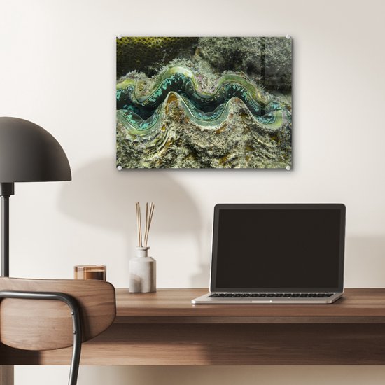 Gros plan d'une palourde de police colorée à Whitsunday Islands Plexiglass 40x30 cm - petit - Tirage photo sur Glas (décoration murale en plexiglas)