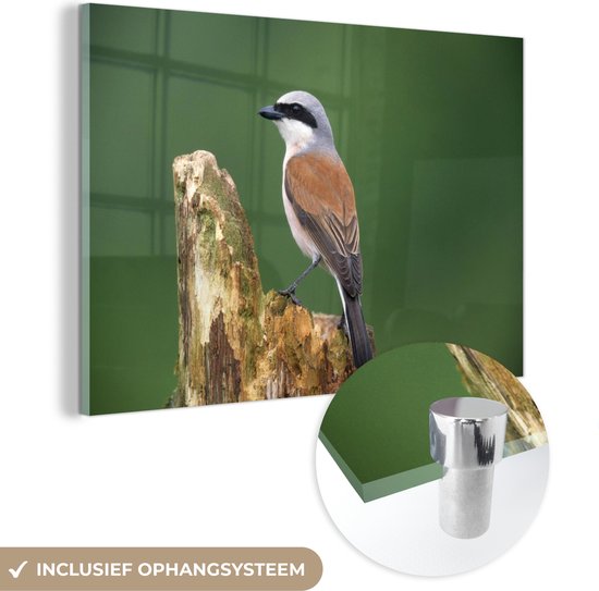 Pie-grièche à dos rouge aux couleurs fascinantes Plexiglas 30x20 cm - petit - Tirage photo sur Glas (décoration murale en plexiglas)