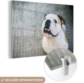 MuchoWow® Glasschilderij 180x120 cm - Schilderij acrylglas - Hond - Bulldog - Wit - Foto op glas - Schilderijen