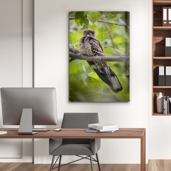 Engoulevent perché sur une branche en plexiglas 60x90 cm - Tirage photo sur Glas (décoration murale en plexiglas)