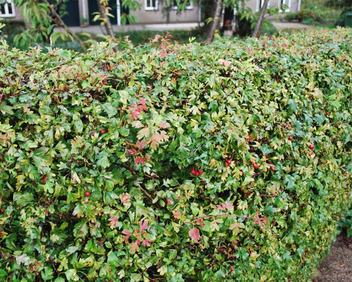 Set van 10 | Meidoornhaag Pot 30-60 cm - Bladverliezend - Bloeiende plant - Inbraakwerend - Populair bij vogels