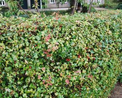 Set van 10 | Meidoornhaag Pot 30-60 cm - Bladverliezend - Bloeiende plant - Inbraakwerend - Populair bij vogels