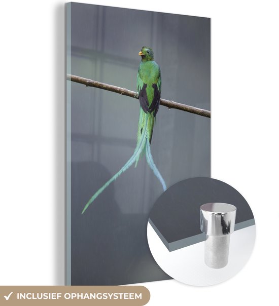 Le Quetzal dans les forêts du Costa Rica Plexiglas 80x120 cm - Tirage photo sur Glas (décoration murale plexiglas)
