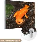 Peinture sur verre MuchoWow® 80x60 cm - Peinture acrylique sur verre - Grenouille Oranje - Photo sur verre - Peintures