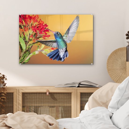 Colibri aux couleurs vives à côté d'une belle fleur rouge Plexiglas 60x40 cm - Tirage photo sur Glas (décoration murale en plexiglas)