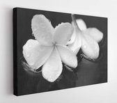 Boeket van bloeiende witte Plumeria of Frangipani bloemen vallen op de grond - Modern Art Canvas - Horizontaal - 513984607 - 115*75 Horizontal