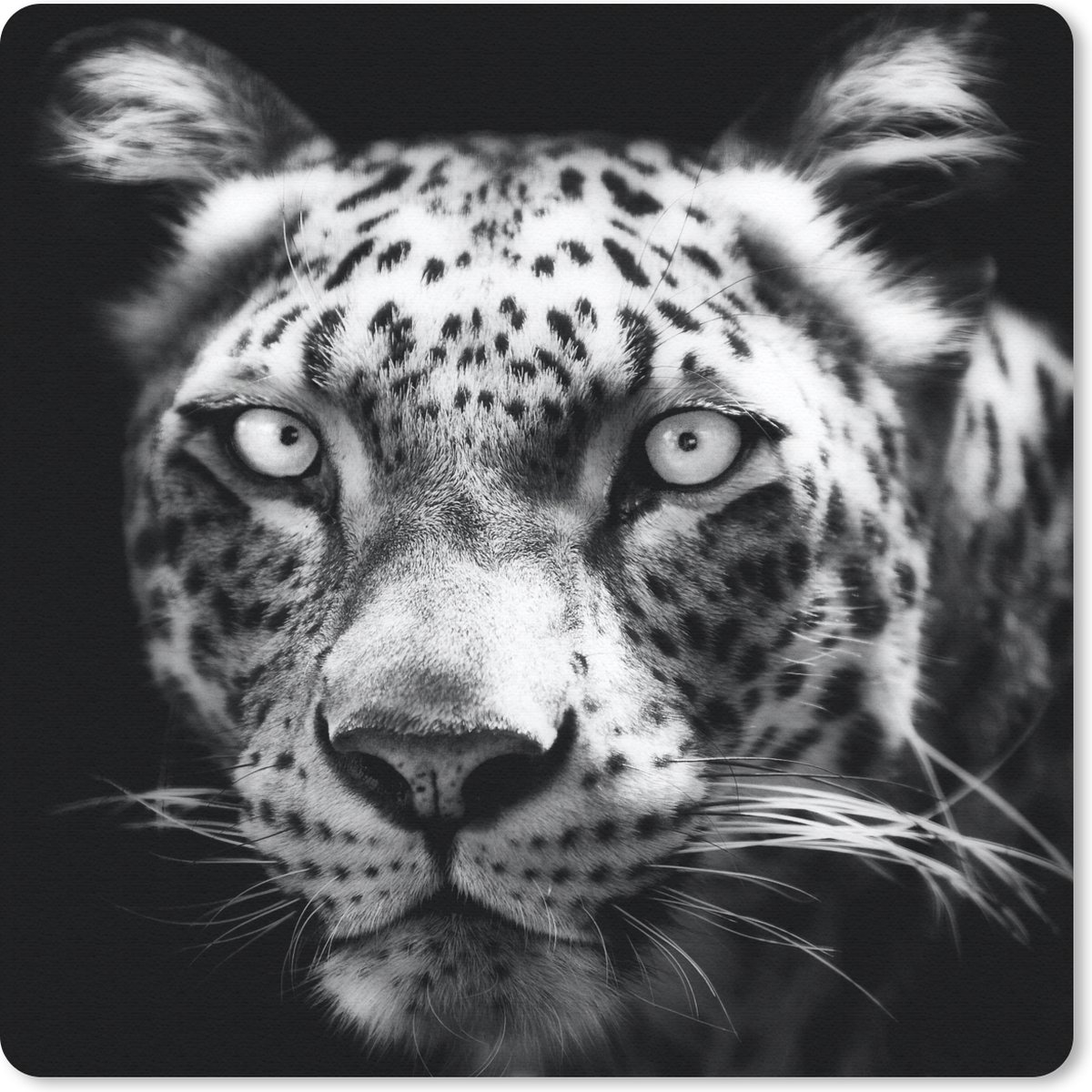Muismat 30x30 cm - Mousepad Dierenprofiel Perzische panter in zwart-wit - Muismatten