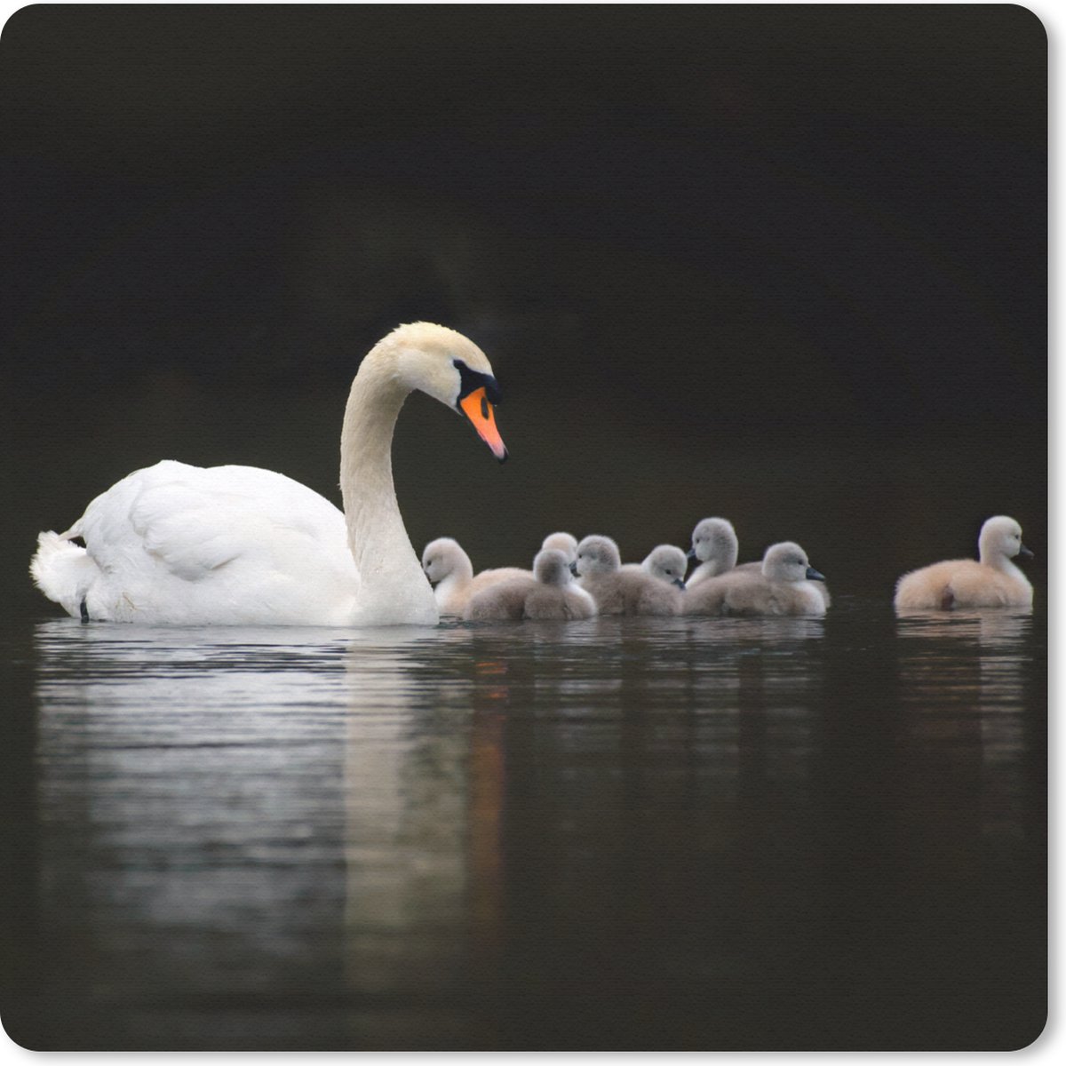 Muismat 30x30 cm - Mousepad Vogels - Zwaan - Kuiken - Muismatten