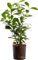 Plant in hydrocultuur systeem van Botanicly: Vijgenboom met weinig onderhoud – Hoogte: 35 cm – Ficus Moclame