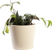 Plant in hydrocultuur systeem van Botanicly: Lippenstiftplant  met weinig onderhoud – in crème kleurig hydrocultuur sierpot – Hoogte: 5 cm – Aeschynanthus marmoratus