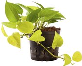 Plant in hydrocultuur systeem van Botanicly: Epipremnum pinatum Neon met weinig onderhoud – Hoogte: 5 cm