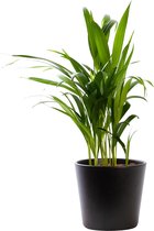 Plant in hydrocultuur systeem van Botanicly: Goudpalm met weinig onderhoud – in antraciet kleurig hydrocultuur sierpot – Hoogte: 25 cm – Areca dypsis lutescens