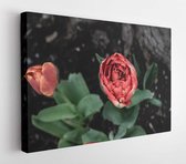 Canvas schilderij - Random tulip in the park  -     1721086006 - 115*75 Horizontal