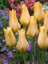 200x Tulpen 'Batalinii bronze charm'  bloembollen met bloeigarantie