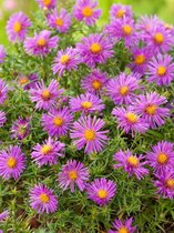 40x Aster 'Aster dum alice haslam'  bloembollen met bloeigarantie