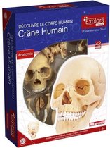 MGM - Explora - Human Skull Anatomy - Anatomy Experience