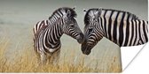Poster Moeder zebra en haar jong - 80x40 cm