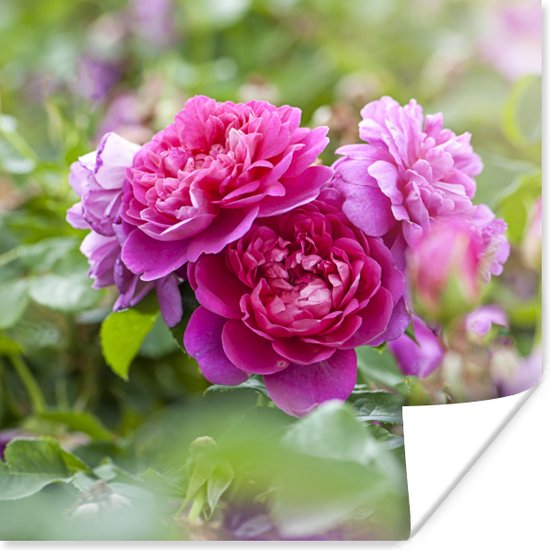 Poster Roze rozen groeien in de wijde natuur - 50x50 cm