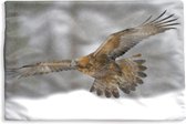 Kussenhoes 60x40 cm - Steenarend tijdens de vlucht boven een winterlandschap - Katoen / Polyester - Voor Binnen