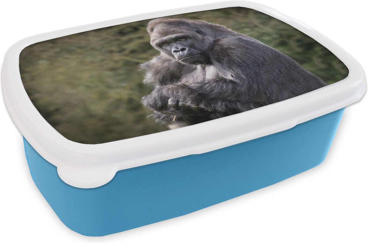 Broodtrommel Blauw - Lunchbox - Brooddoos - Grote Gorilla kijkt recht in de camera - 18x12x6 cm - Kinderen - Jongen