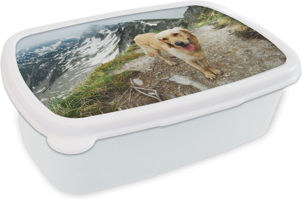Broodtrommel Wit - Lunchbox - Brooddoos - Een Golden Retriever op de bergpaden bovenop een berg - 18x12x6 cm - Volwassenen