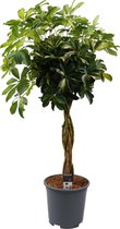 Decorum Schefflera Gold Capella multivlecht – ↨ 125cm – ⌀ 27cm