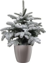 Picea sneeuw in ELHO Brussels Diamond Oyster Pearl – ↨ 85cm – ⌀ 30cm