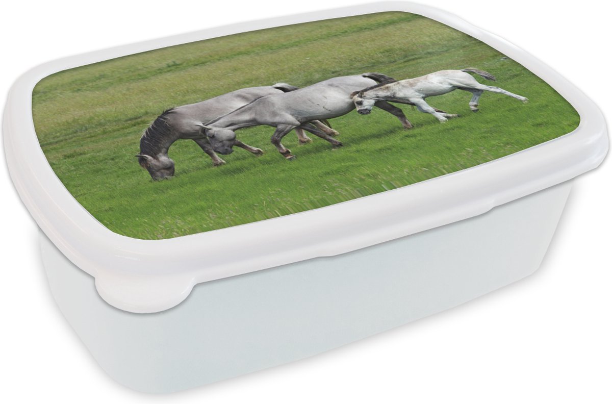 Broodtrommel Wit - Lunchbox - Brooddoos - Paarden - Dieren - Gras - 18x12x6 cm - Volwassenen