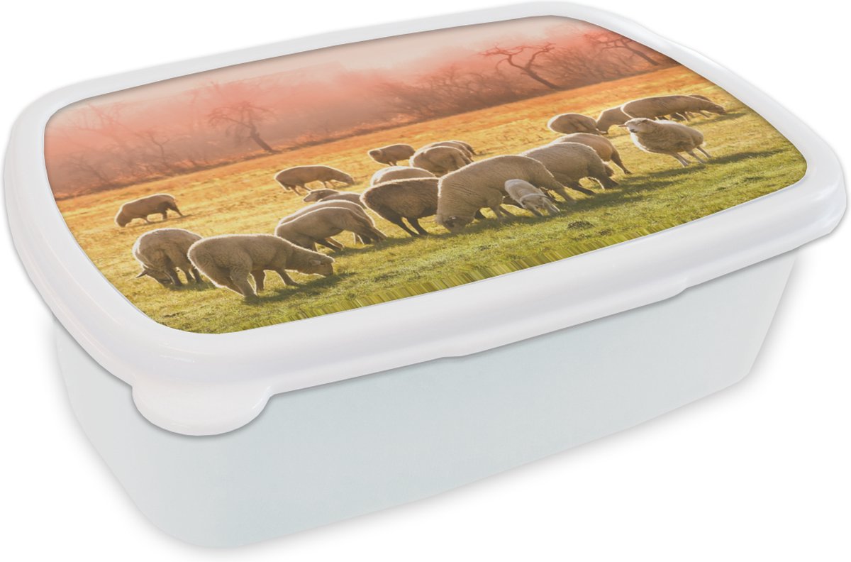 Broodtrommel Wit - Lunchbox - Brooddoos - Dieren - Schaap - Gras - 18x12x6 cm - Volwassenen