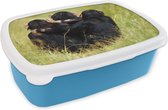 Broodtrommel Blauw - Lunchbox - Brooddoos - Aap - Gras - Dieren - 18x12x6 cm - Kinderen - Jongen