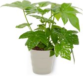 Kamerplant Fatsia Japonica – Vingerplant - ± 25cm hoog – 12 cm diameter - in grijze pot