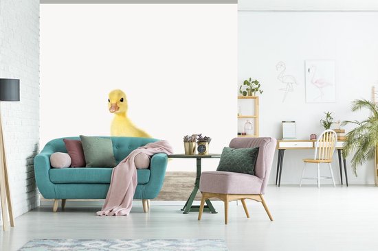 Papier Peint - Papier peint photo Animaux - Jaune - Canard - Largeur 280 cm x Hauteur 280 cm