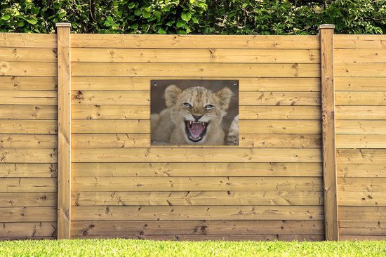 Tableau jardin Sauvage - Lion - Jeune - 80x60 cm - Affiche jardin - Toile jardin