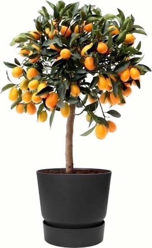 Fruitgewas van Botanicly – Citrus Kumquat in zwart ELHO plastic pot als set – Hoogte: 75 cm
