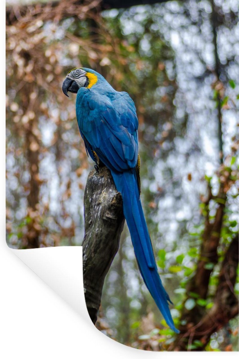 Muurstickers - Sticker Folie - Vogel - Papegaai - Blauw - 80x120 cm - Plakfolie - Muurstic
