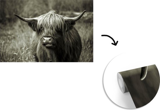 Papier peint - Papier peint photo Scottish Highlander - Portrait - Zwart - Wit - Largeur 360 cm x Hauteur 240 cm