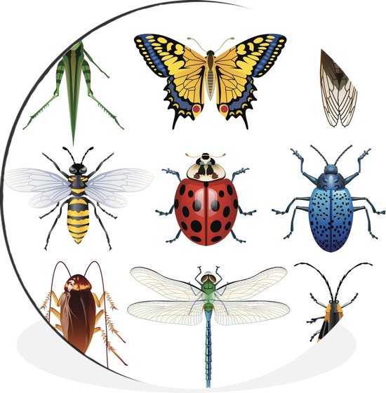 WallCircle - Wandcirkel - Muurcirkel - Insecten - Illustratie - Vleugels - Aluminium - Dibond - ⌀ 60 cm - Binnen en Buiten