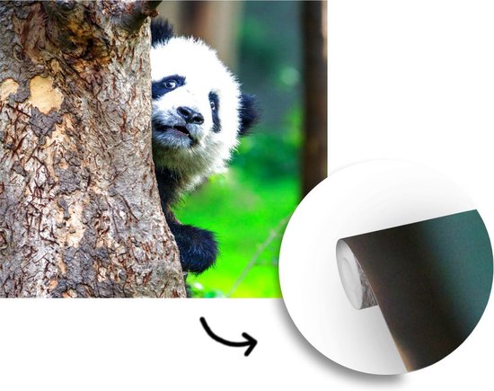 Papier peint - Papier peint photo Panda - Arbre - Forêt - Largeur 300 cm x Hauteur 300 cm