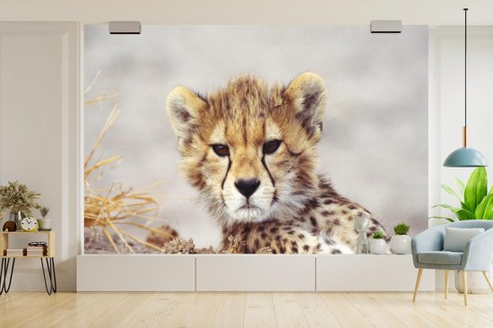 Papier peint - Papier peint Papier peint photo Cheeta - Jeune - Portrait - Largeur 420 cm x hauteur 280 cm